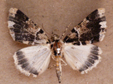 Xylopteryx oneili